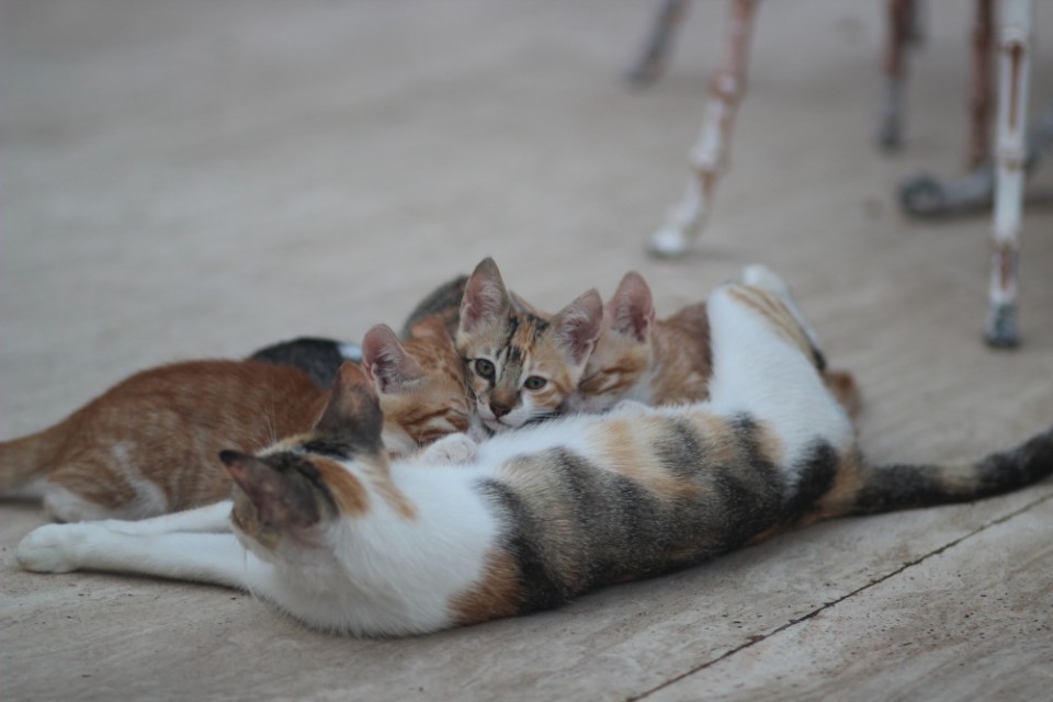 kitten_cat_family